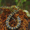 Article image for: Ornate flying snake