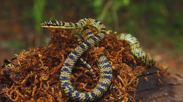 Ornate flying snake