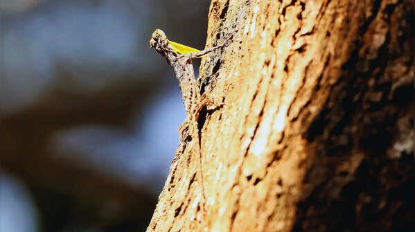 Indian flying lizard