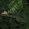 Article image for: Namdapha flying squirrel