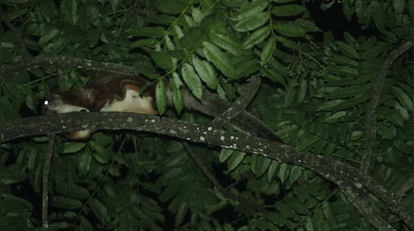 Namdapha flying squirrel