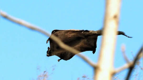 Indian giant flying squirrel
