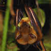 Article image for: Greater short-nosed fruit bat
