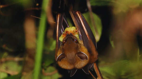 Greater short-nosed fruit bat