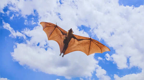 Indian flying fox