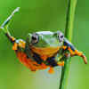 Article image for: Animals in India that can fly — and they’re not birds Where to find them