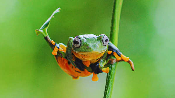 Animals in India that can fly — and they’re not birds Where to find them
