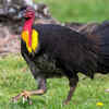 Australian bush-turkey
