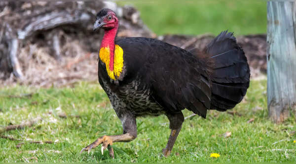 Australian bush-turkey