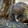 Echidnas