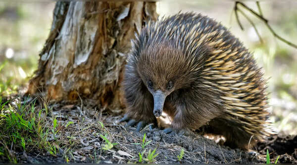 Echidnas