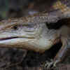 Blue-tongued lizards and skinks