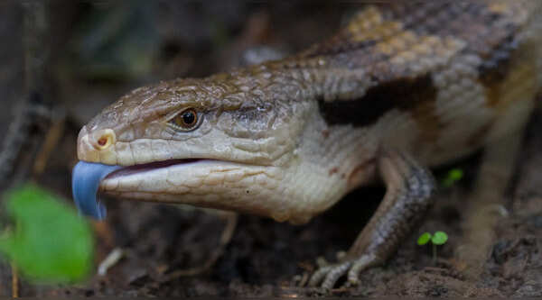 Blue-tongued lizards and skinks