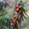 Rainbow lorikeet