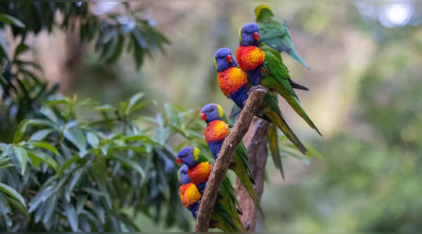 Rainbow lorikeet