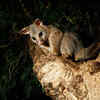 Brushtail possum