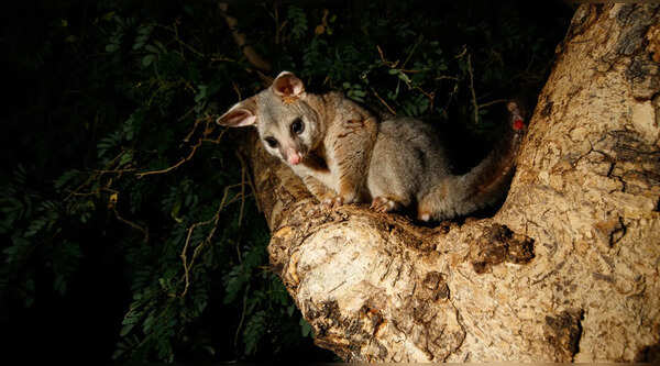 Brushtail possum