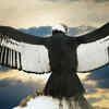 Andean Condor
