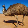 Emu
