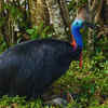 Southern Cassowary