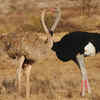 Somali Ostrich