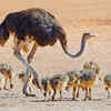 Ostrich