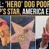 Article image for: Viral: Dog Poops On Trump's Hollywood Walk Of Fame Star, Internet Loses It