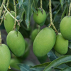 Fibrous vegetables in large quantities