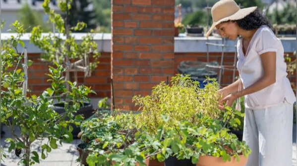 Care for your plants and maintain them