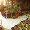 Supplement your plants with natural fertilizers