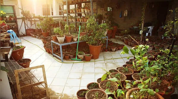 Supplement your plants with natural fertilizers