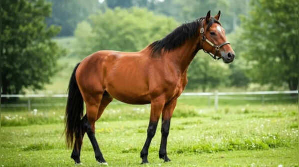 Horse