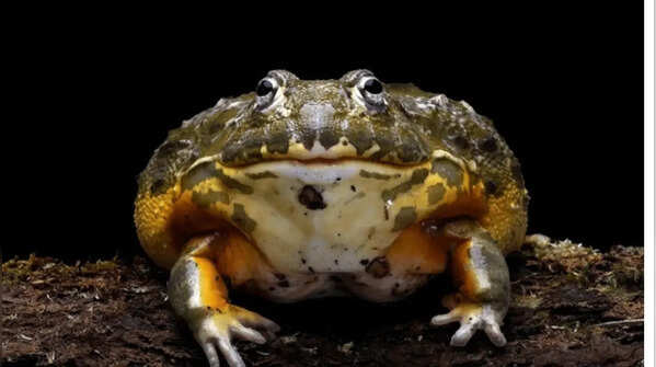 Bullfrog