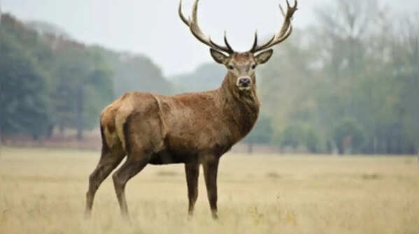 Deer