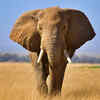 Article image for: Elephant