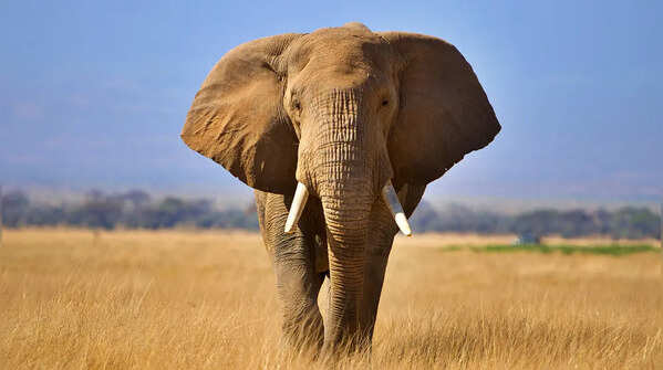 Elephant