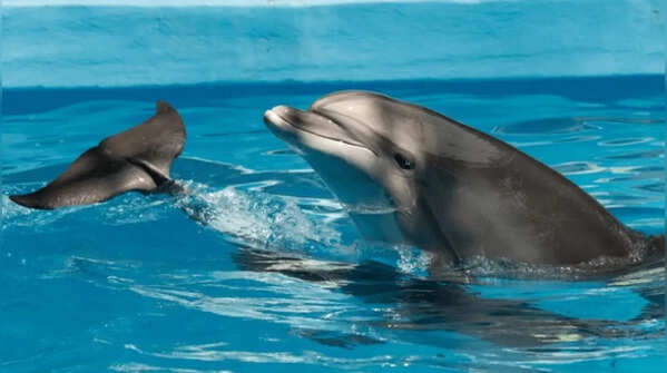 Dolphin