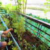 How to start a terrace garden: 7 Simple tips
