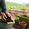 Article image for: Prepare soil mix in advance