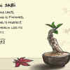 Wabi-sabi: Embracing imperfection