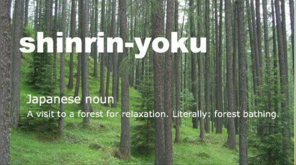 Shinrin-Yoku: The healing power of nature