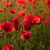 Article image for: Is Anzac Day a public <i class="tbold">Holiday</i>?