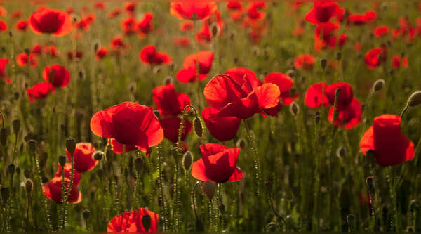 Is Anzac Day a public holiday?