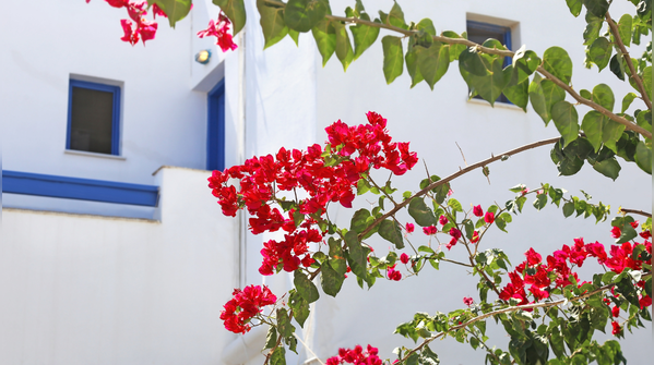 A plant that rewards resilience