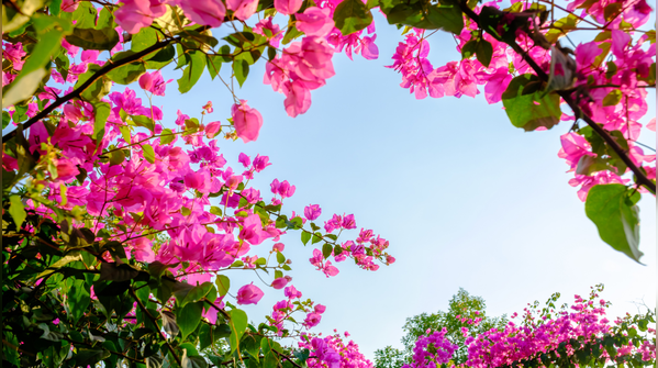 Pruning: cutting back to grow forward