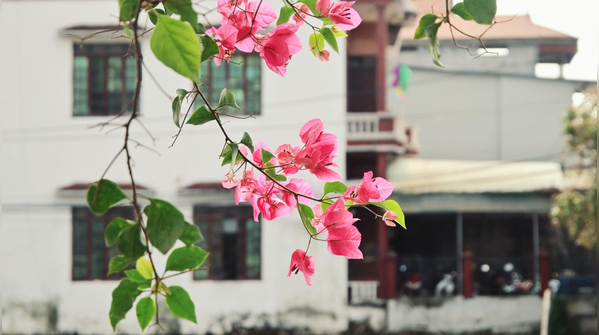 The strange rule of watering less