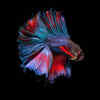 Article image for: 5 of the most beautiful fish in the world