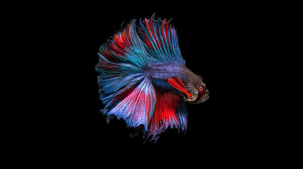 5 of the most beautiful fish in the world