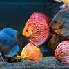 Discus fish