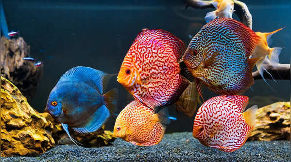 Discus fish